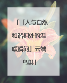 「人与自然和谐相处的温暖瞬间」云端鸟巢