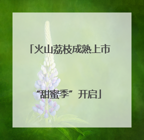 火山荔枝成熟上市 “甜蜜季”开启