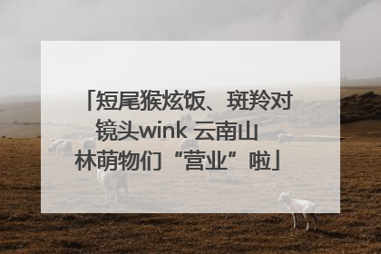 短尾猴炫饭、斑羚对镜头wink 云南山林萌物们“营业”啦