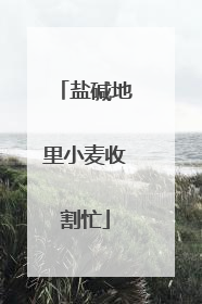盐碱地里小麦收割忙