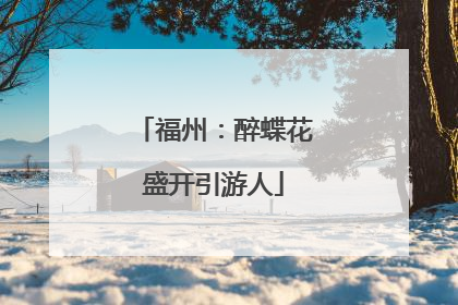 福州：醉蝶花盛开引游人