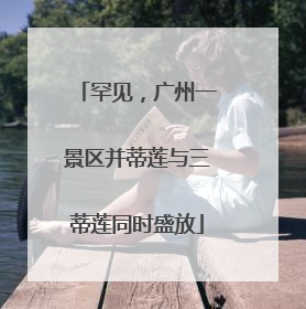 罕见，广州一景区并蒂莲与三蒂莲同时盛放