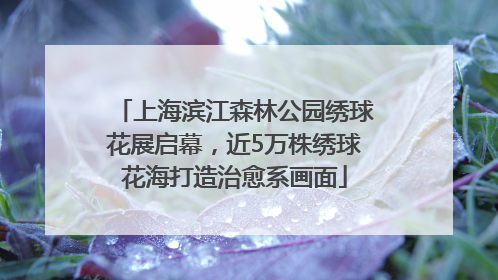 上海滨江森林公园绣球花展启幕，近5万株绣球花海打造治愈系画面