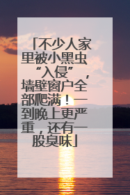 不少人家里被小黑虫“入侵”，墙壁窗户全部爬满！一到晚上更严重，还有一股臭味
