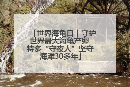 世界海龟日丨守护世界最大海龟产卵 特多“守夜人”坚守海滩30多年