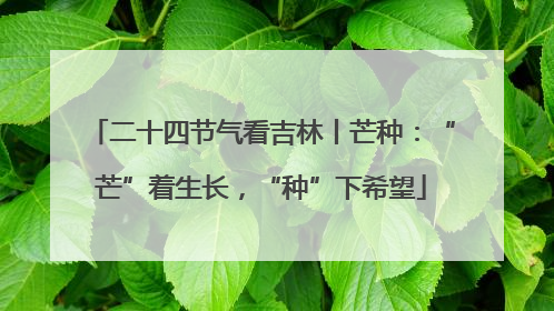 二十四节气看吉林丨芒种：“芒”着生长，“种”下希望