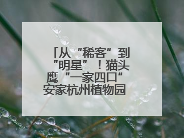 从“稀客”到“明星”！猫头鹰“一家四口”安家杭州植物园背后的守护
