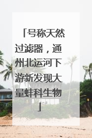 号称天然过滤器，通州北运河下游新发现大量蚌科生物