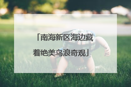 南海新区海边藏着绝美鸟浪奇观