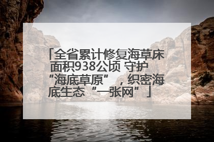 全省累计修复海草床面积938公顷 守护“海底草原”，织密海底生态“一张网”