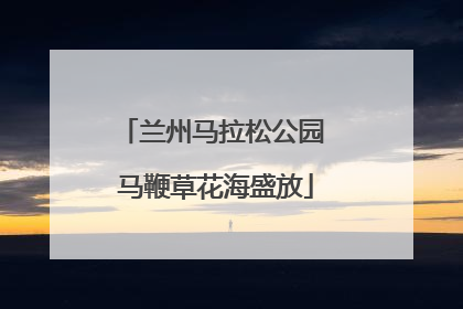 兰州马拉松公园 马鞭草花海盛放