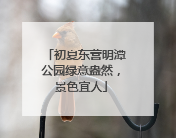 初夏东营明潭公园绿意盎然，景色宜人