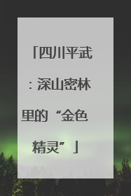 四川平武：深山密林里的“金色精灵”