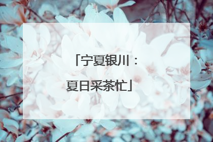 宁夏银川：夏日采茶忙