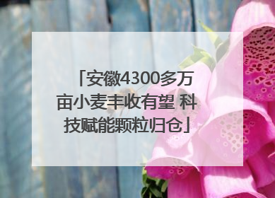 安徽4300多万亩小麦丰收有望 科技赋能颗粒归仓
