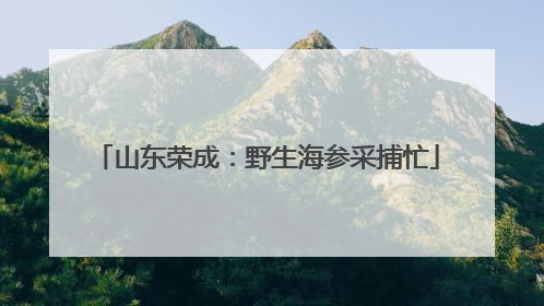 山东荣成：野生海参采捕忙