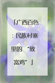 广西百色：民族村寨里的 “致富鸡”