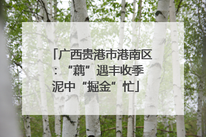 广西贵港市港南区：“藕”遇丰收季 泥中“掘金”忙