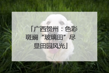 广西贺州：色彩斑斓“玻璃田”尽显田园风光