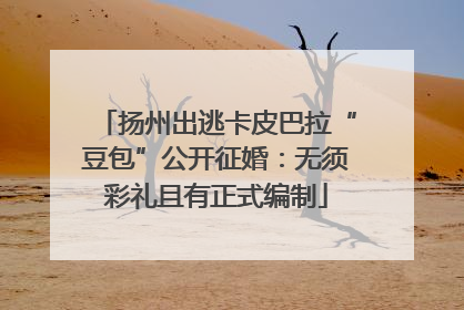 扬州出逃卡皮巴拉“豆包”公开征婚：无须彩礼且有正式编制