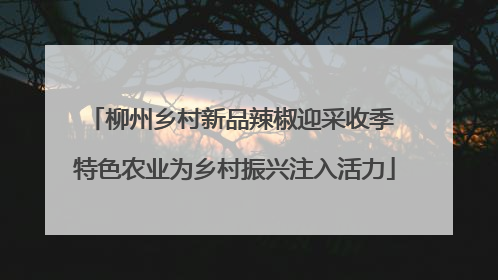 柳州乡村新品辣椒迎采收季 特色农业为乡村振兴注入活力