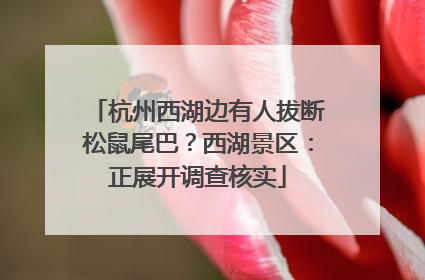 杭州西湖边有人拔断松鼠尾巴？西湖景区：正展开调查核实