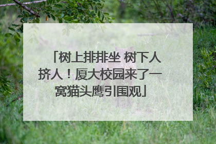 树上排排坐 树下人挤人！厦大校园来了一窝猫头鹰引围观