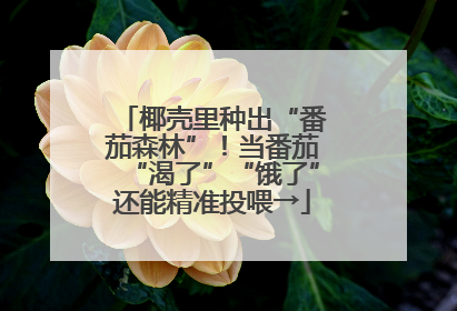 椰壳里种出“番茄森林”！当番茄“渴了”“饿了”还能精准投喂→