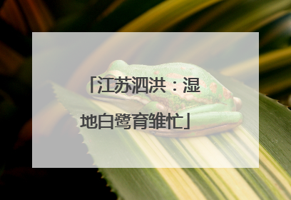 江苏泗洪：湿地白鹭育雏忙