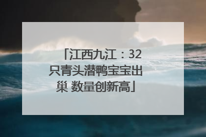 江西九江：32只青头潜鸭宝宝出巢 数量创新高