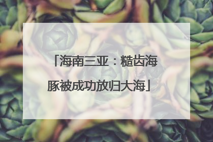 海南三亚：糙齿海豚被成功放归大海