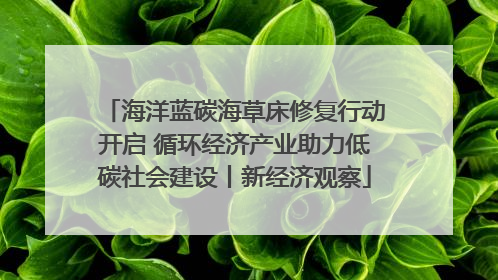 海洋蓝碳海草床修复行动开启 循环经济产业助力低碳社会建设丨新经济观察