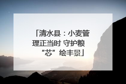 清水县：小麦管理正当时 守护粮“芯”绘丰景