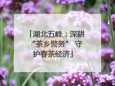 湖北五峰：深耕“茶乡警务” 守护春茶经济