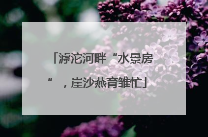 滹沱河畔“水景房”，崖沙燕育雏忙