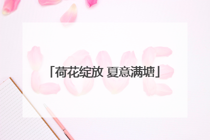 荷花绽放 夏意满塘