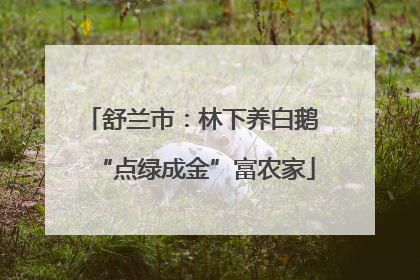舒兰市：林下养白鹅 “点绿成金”富农家
