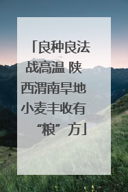 良种良法战高温 陕西渭南旱地小麦丰收有“粮”方