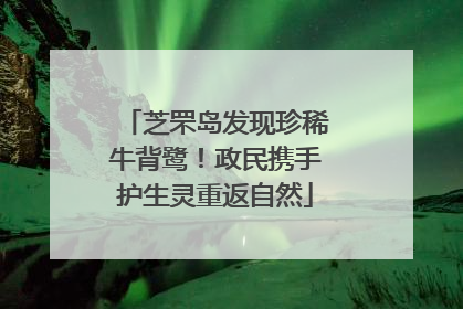 芝罘岛发现珍稀牛背鹭！政民携手护生灵重返自然