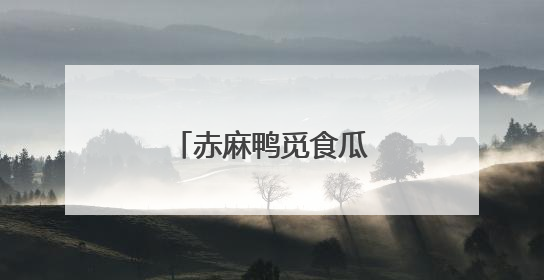 赤麻鸭觅食瓜州双塔湿地