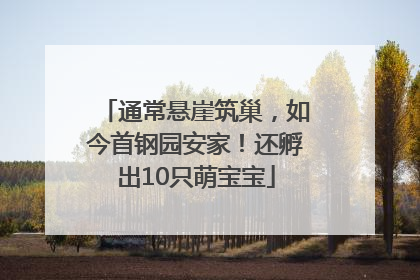通常悬崖筑巢，如今首钢园安家！还孵出10只萌宝宝