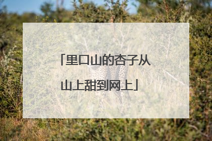 里口山的杏子从山上甜到网上