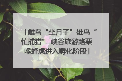 雌鸟“坐月子”雄鸟“忙捕猎” 峡谷旅游路栗喉蜂虎进入孵化阶段