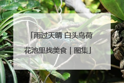 雨过天晴 白头鸟荷花池里找美食｜图集