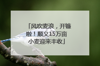 风吹麦浪，开镰啦！顺义15万亩小麦迎来丰收