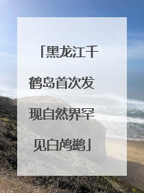 黑龙江千鹤岛首次发现自然界罕见白鸬鹚