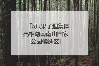 5只果子狸集体亮相湖南南山国家公园候选区
